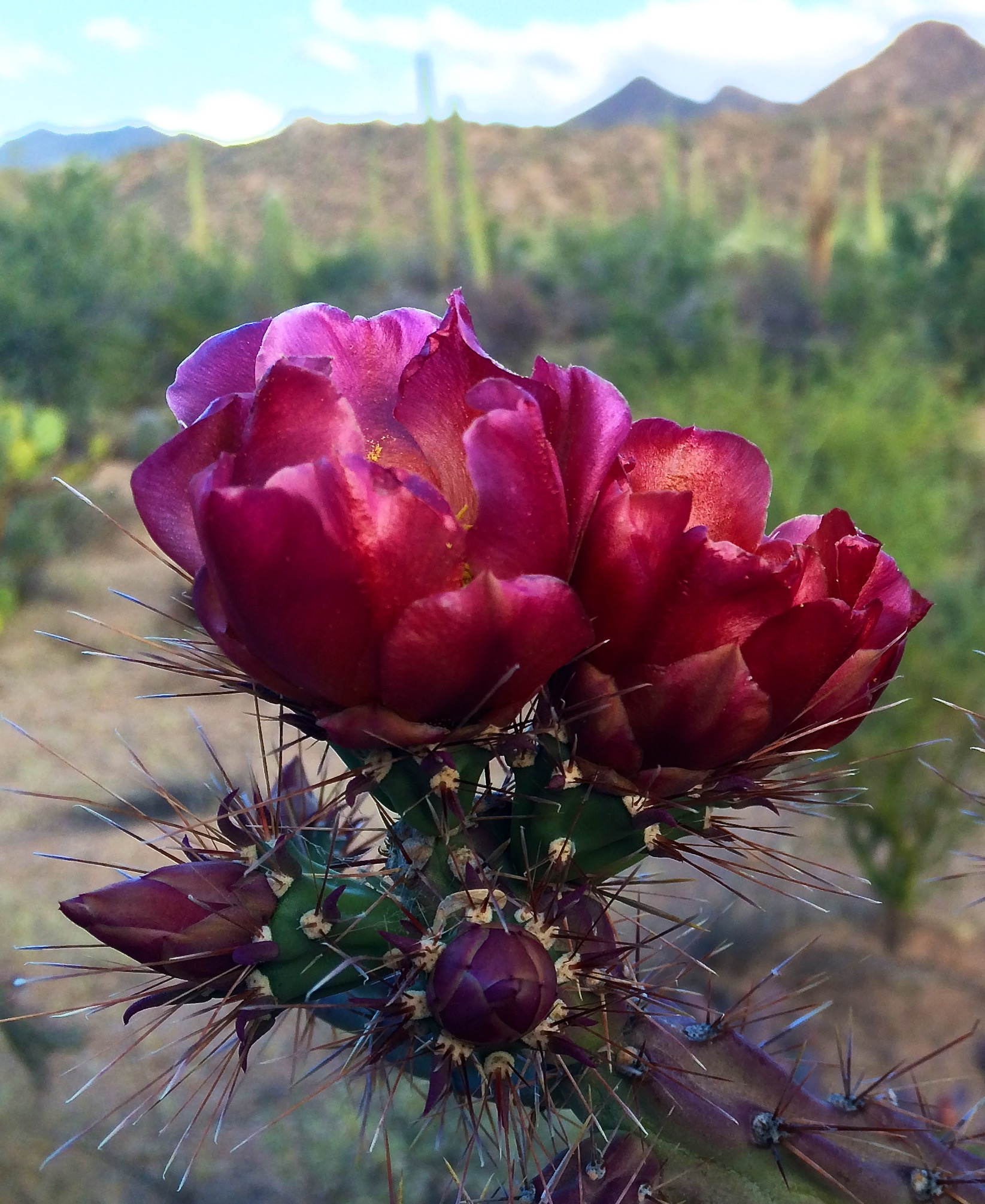 bright magenta cholla cactus flowers and buds with lush Spring desert background